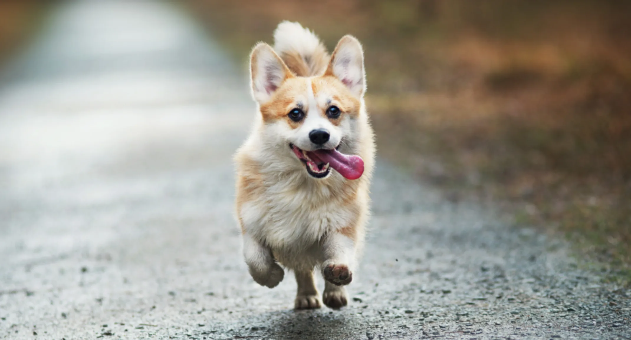 Dog Running Outside with Tongue Out Dog Running Outside with Tongue Out