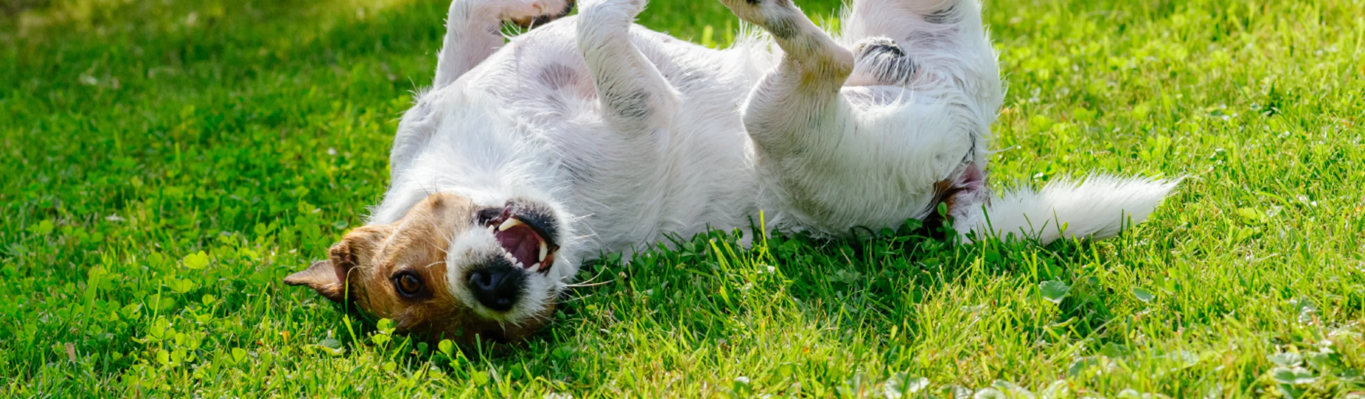 Dog laying in the grass