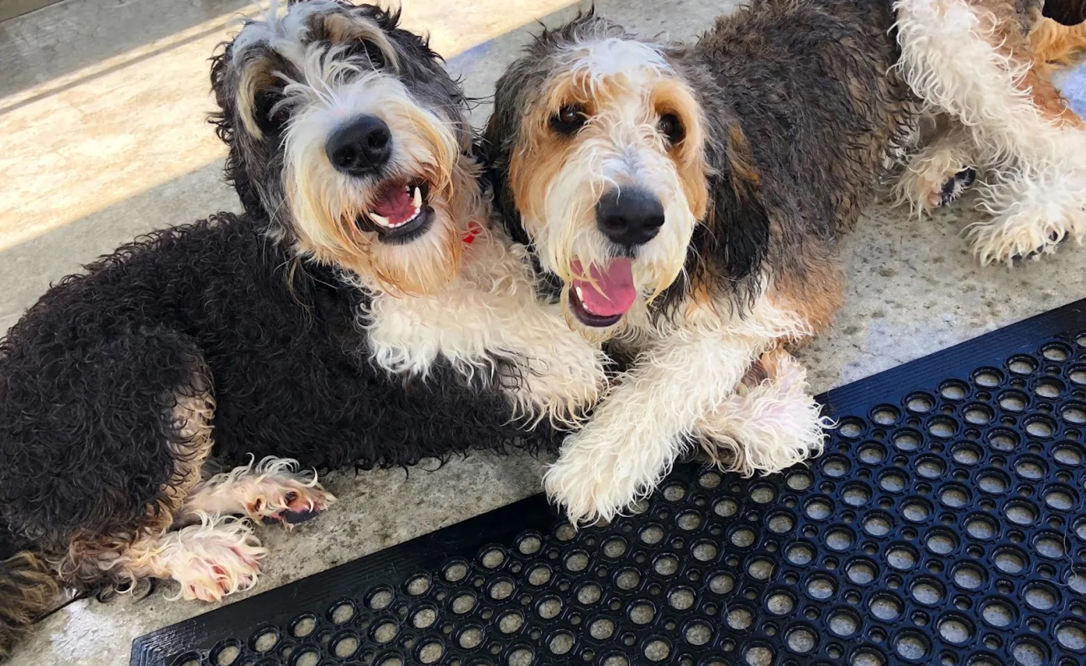 Two dogs laying next to each other Two dogs laying next to each other