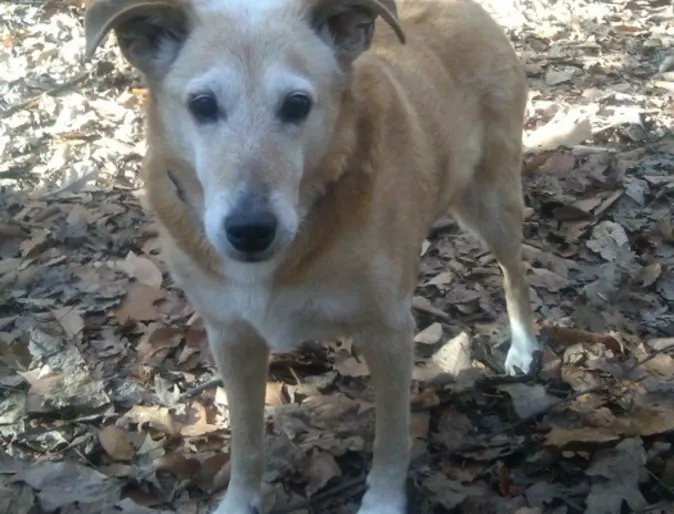 Max, mixed breed dog, outside standing on leaves Max, mixed breed dog, outside standing on leaves