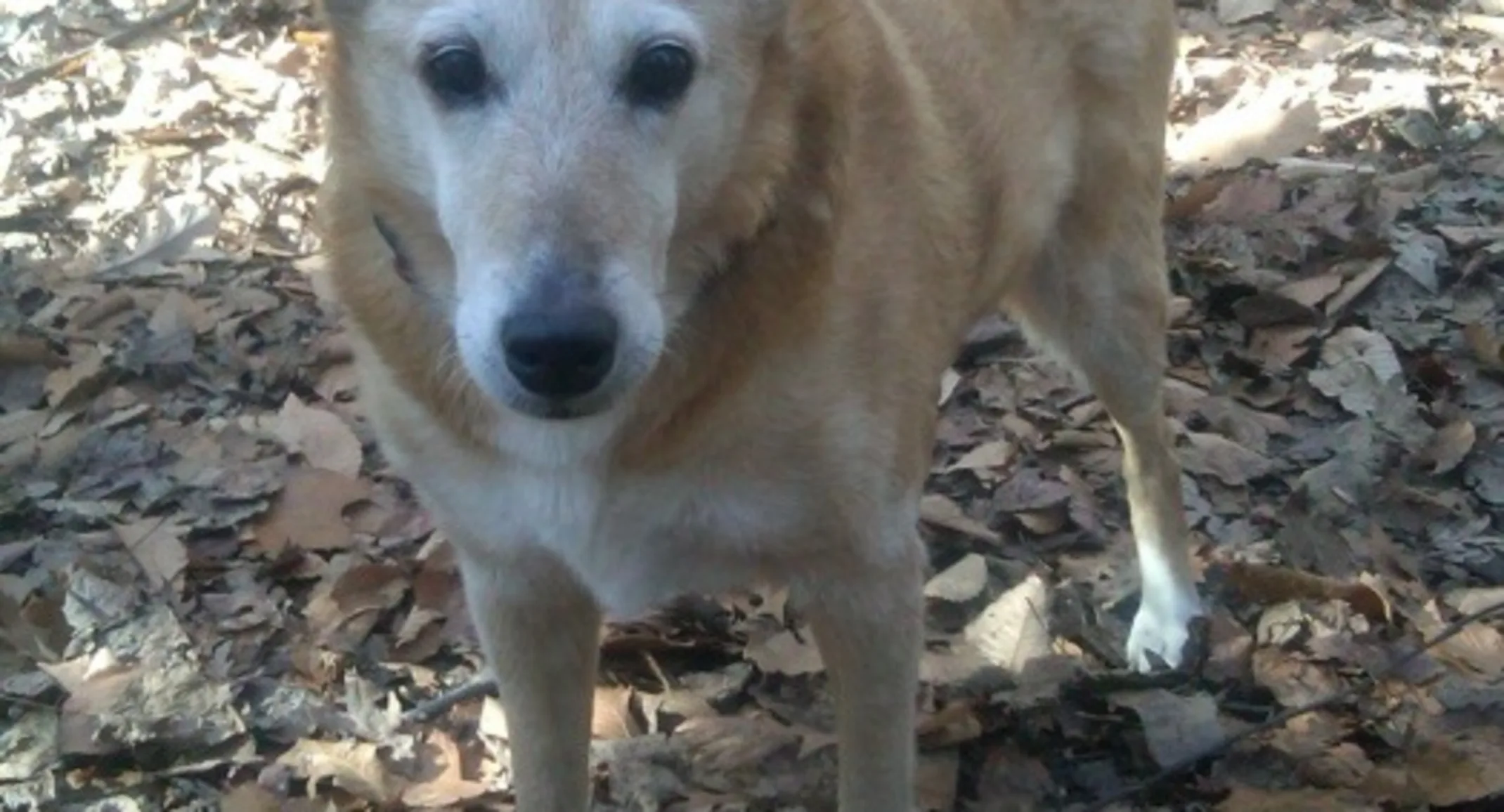 Max, mixed breed dog, outside standing on leaves Max, mixed breed dog, outside standing on leaves