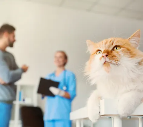 Cat on table with man and vet in the background Cat on table with man and vet in the background