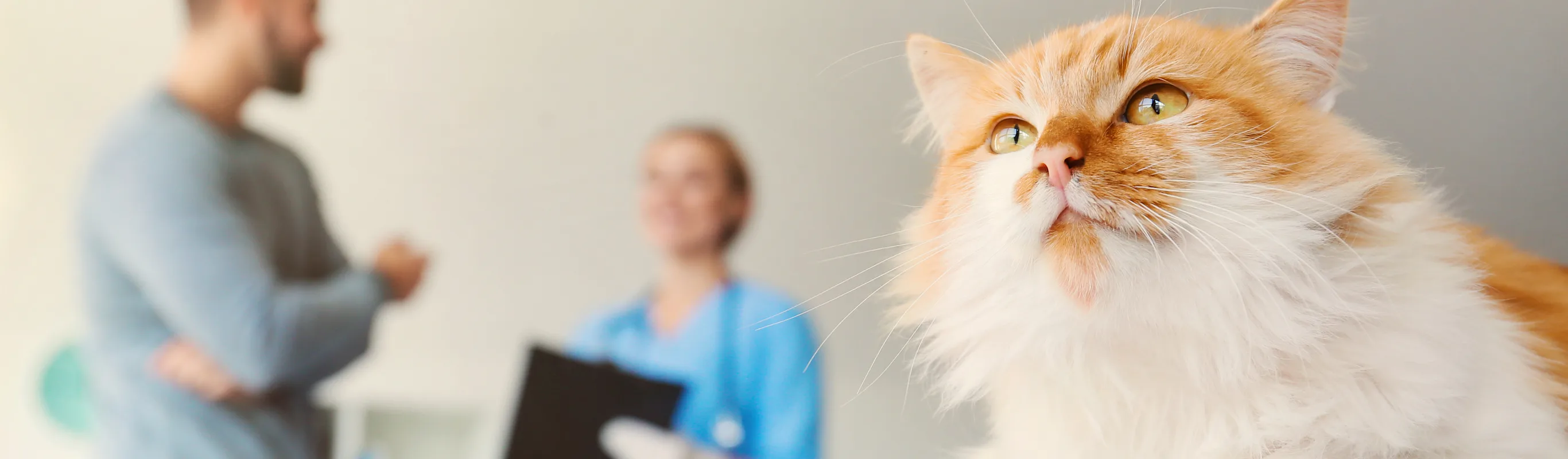 Cat on table with man and vet in the background Cat on table with man and vet in the background