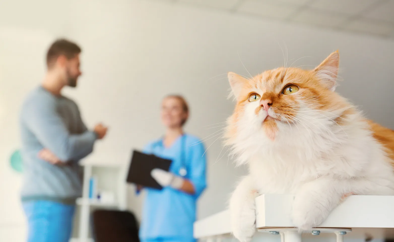 Cat on table with man and vet in the background Cat on table with man and vet in the background
