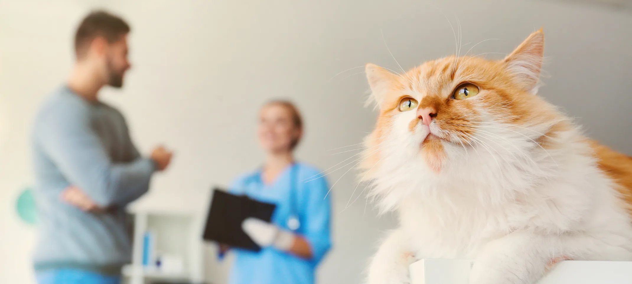 Cat on table with man and vet in the background Cat on table with man and vet in the background