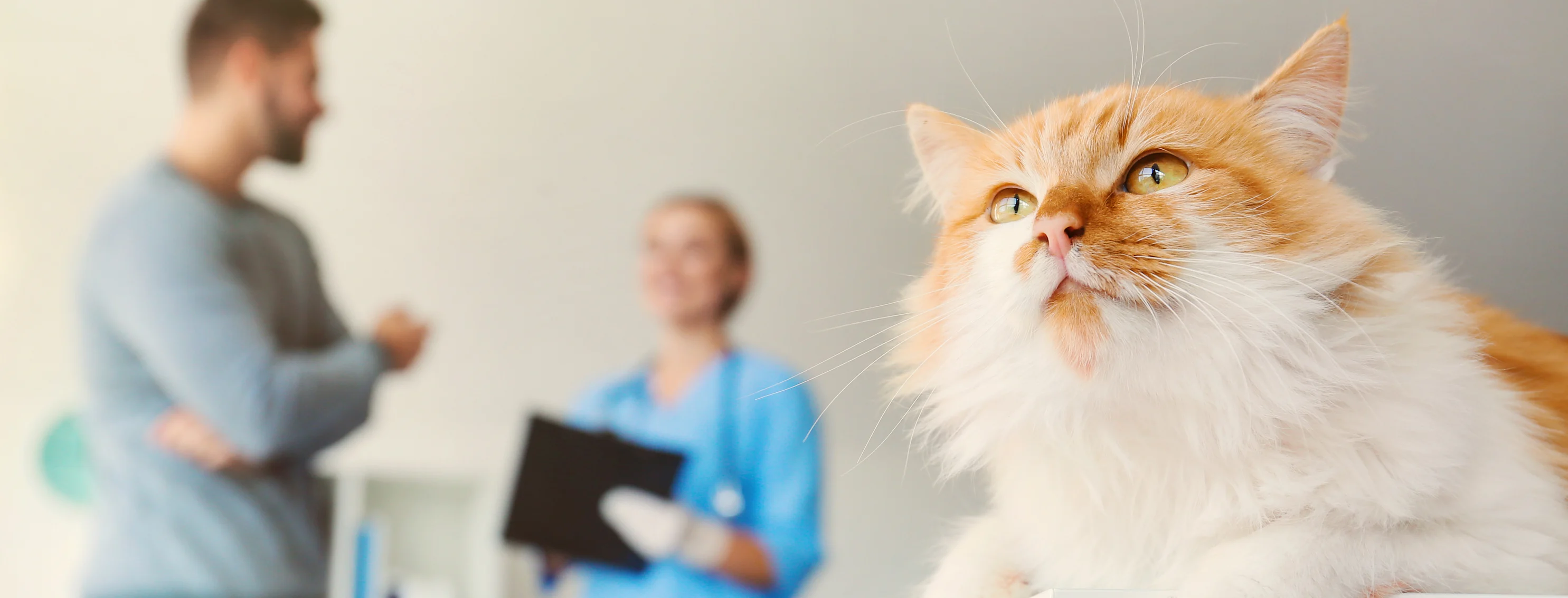 Cat on table with man and vet in the background Cat on table with man and vet in the background