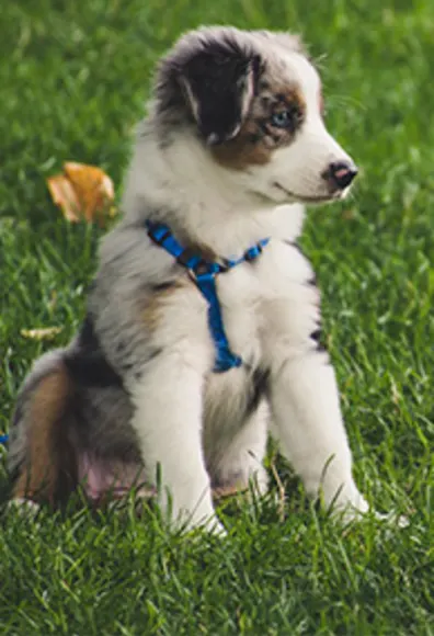 A puppy sitting in grass