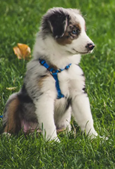 A puppy sitting in grass