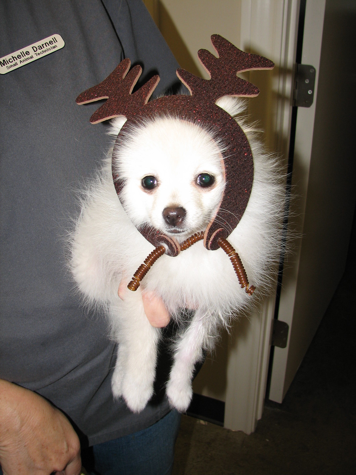 Dog with antlers 