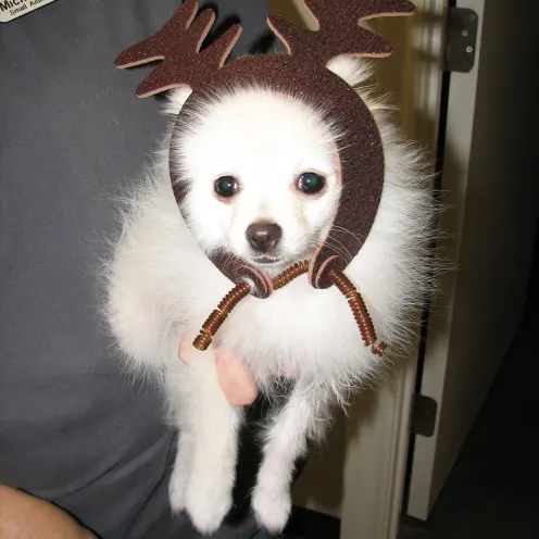 Dog with antlers 