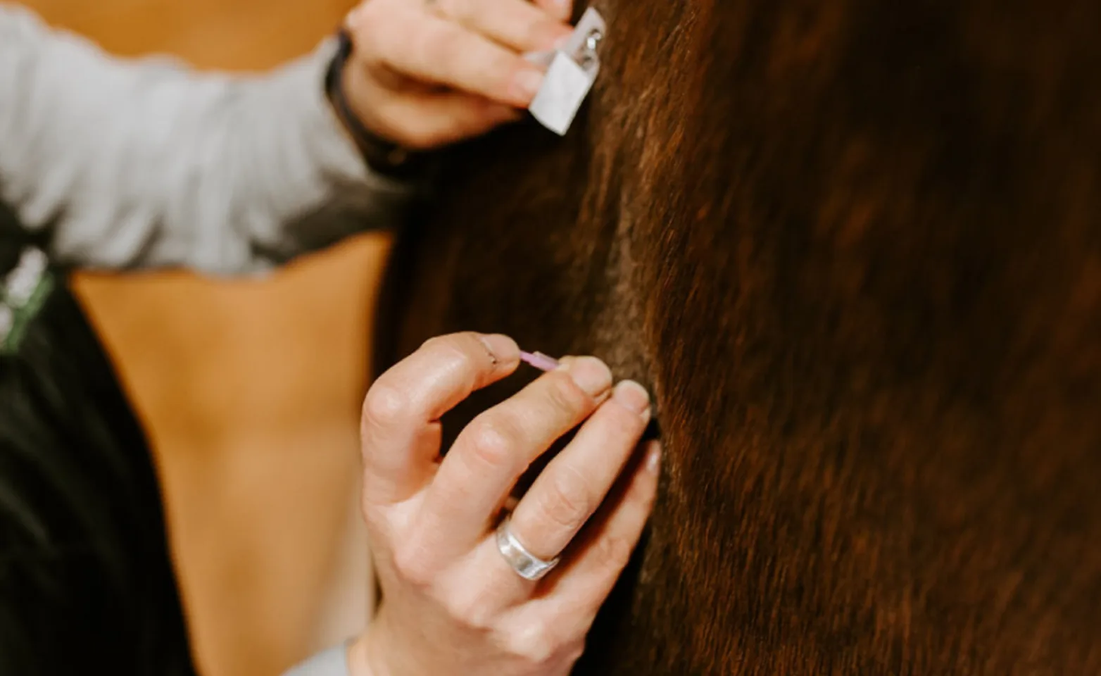 Horse receiving acupuncture treatment Horse receiving acupuncture treatment