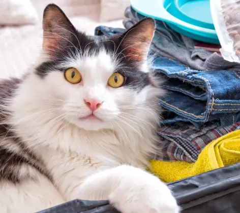Cat in a Suitcase Looking at Camera