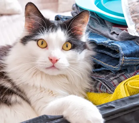 Cat in a Suitcase Looking at Camera