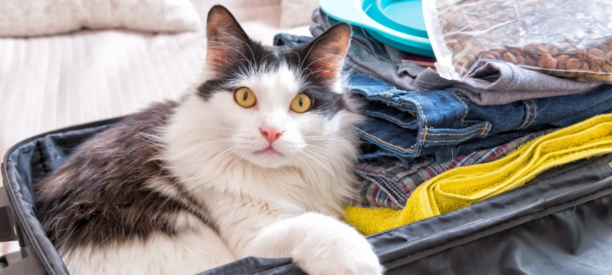 Cat in a Suitcase Looking at Camera Cat in a Suitcase Looking at Camera