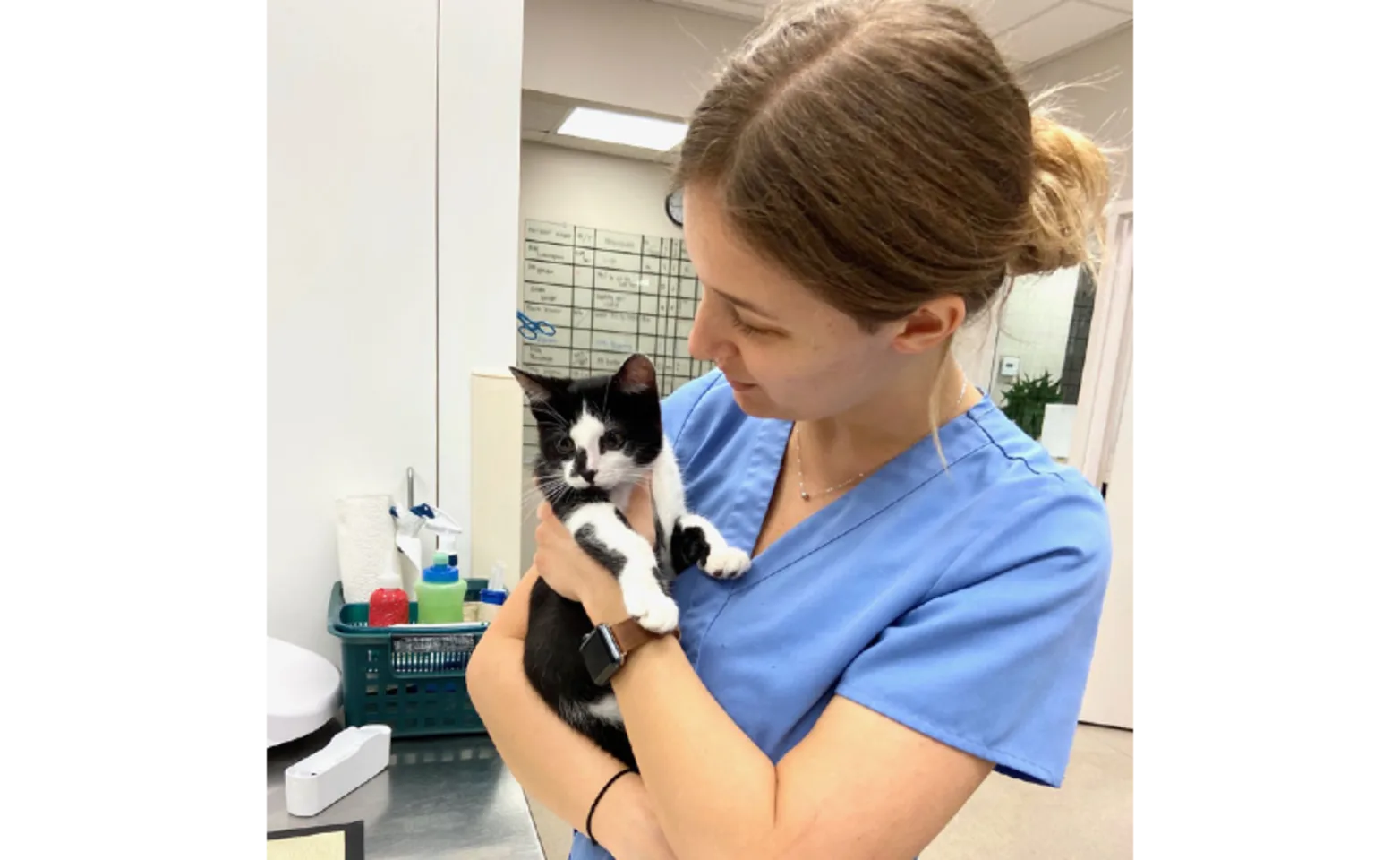 Employee holding black and white cat Employee holding black and white cat
