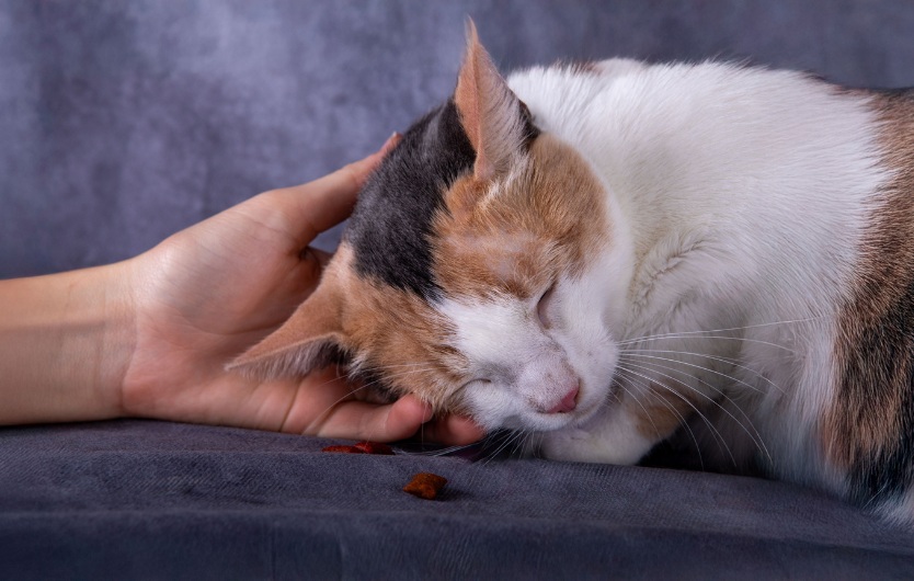 Calico cat laying down on grey couch sleeping