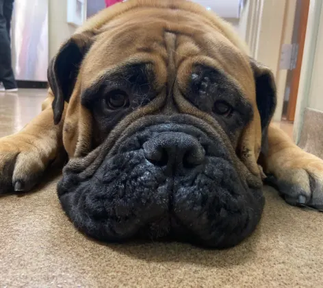 Close up of brown and black dog laying on the ground