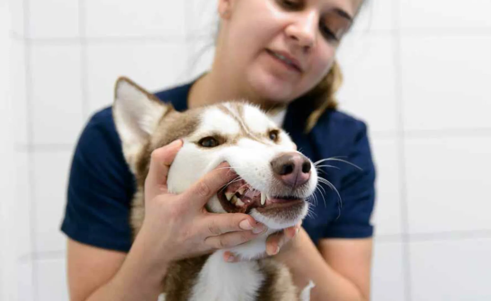 Staff holding husky mouth open Staff holding husky mouth open