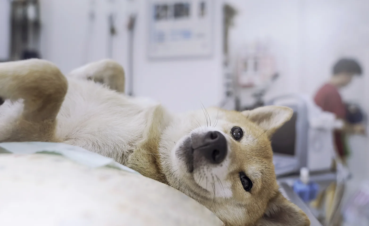 Dog getting an ultrasound