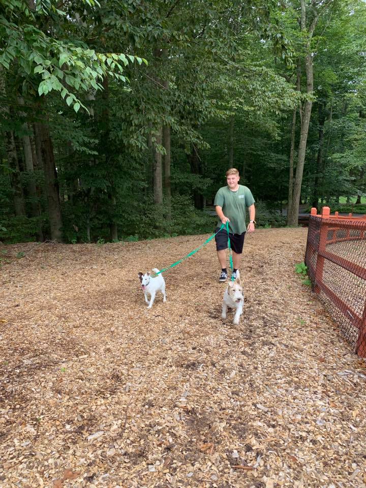 Staff walking 2 dogs on trail 