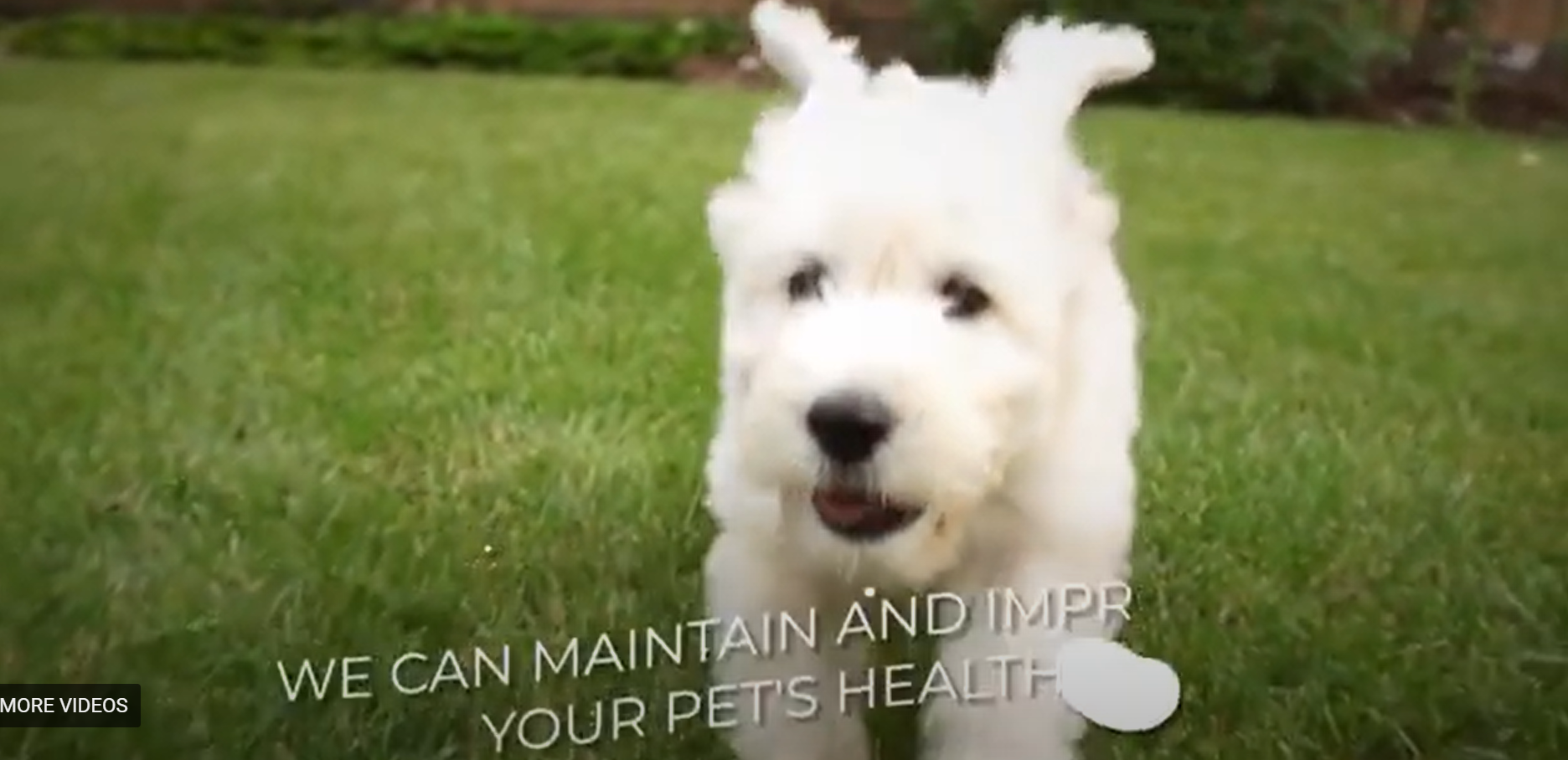 a youtube thumbnail of a dog running 