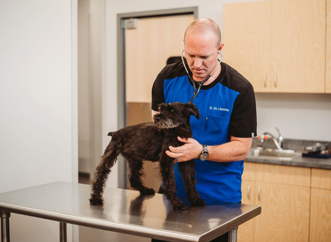 Value Vet doctor examine dog
