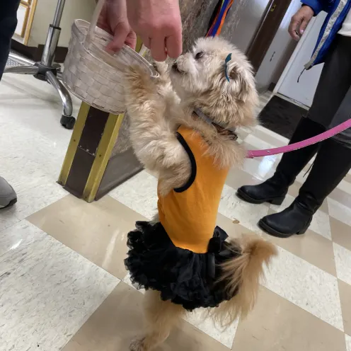 A small dog in a jack-o-lantern Halloween tutu costume standing up to get treats. 