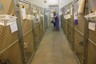 Animal Hospital of Signal Mountain Boarding kennels