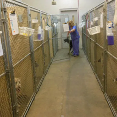 Animal Hospital of Signal Mountain Boarding kennels