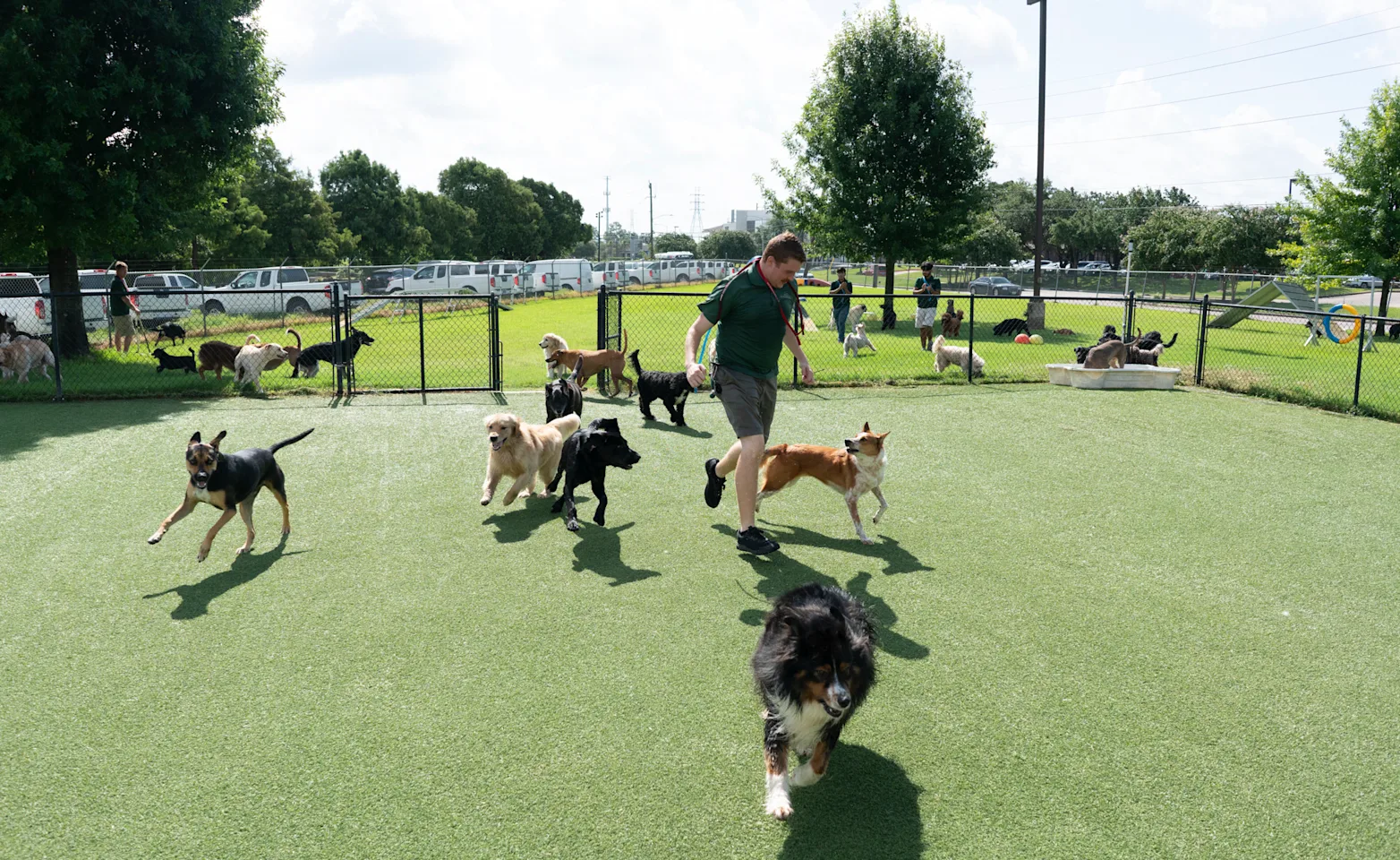 Junior Daycare at Rover Oaks Pet Resort Junior Daycare at Rover Oaks Pet Resort