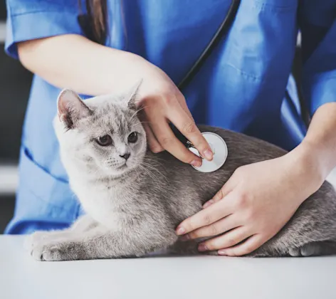 Grey short haired cat getting his or her's heart checked from a female veterinarian. Grey short haired cat getting his or her's heart checked from a female veterinarian.