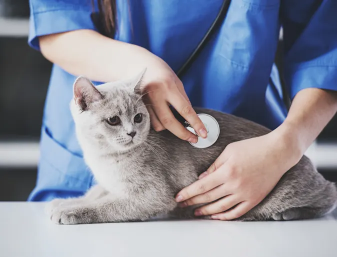 Grey short haired cat getting his or her's heart checked from a female veterinarian. 