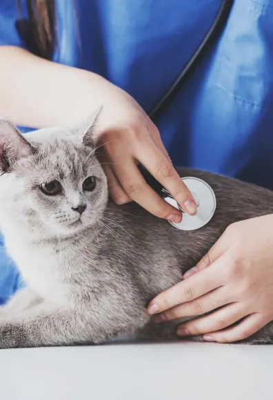 Grey short haired cat getting his or her's heart checked from a female veterinarian. 