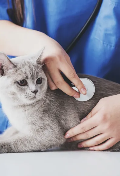 Grey short haired cat getting his or her's heart checked from a female veterinarian. Grey short haired cat getting his or her's heart checked from a female veterinarian.