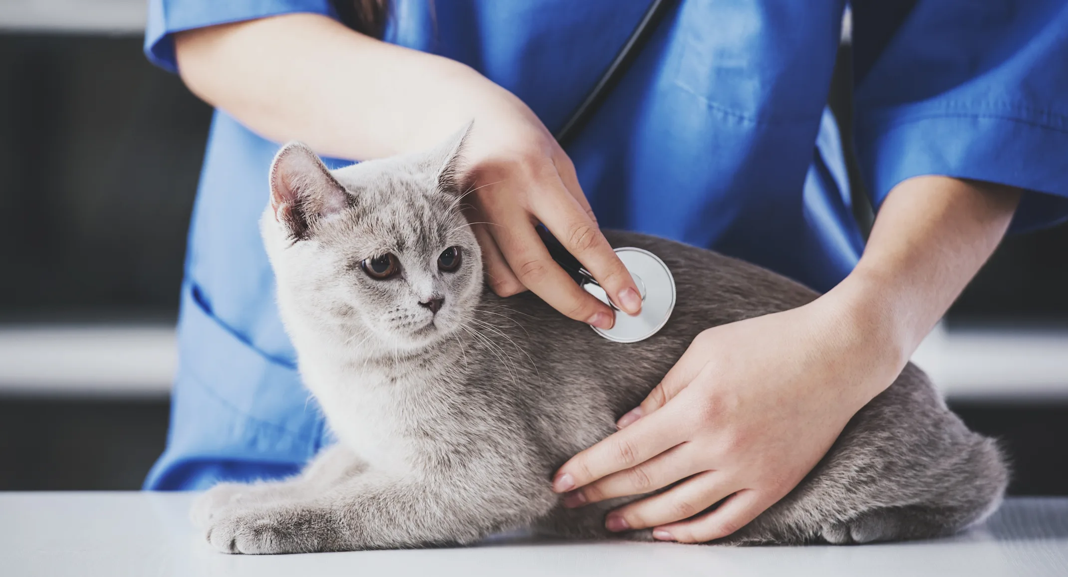 Grey short haired cat getting his or her's heart checked from a female veterinarian. Grey short haired cat getting his or her's heart checked from a female veterinarian.