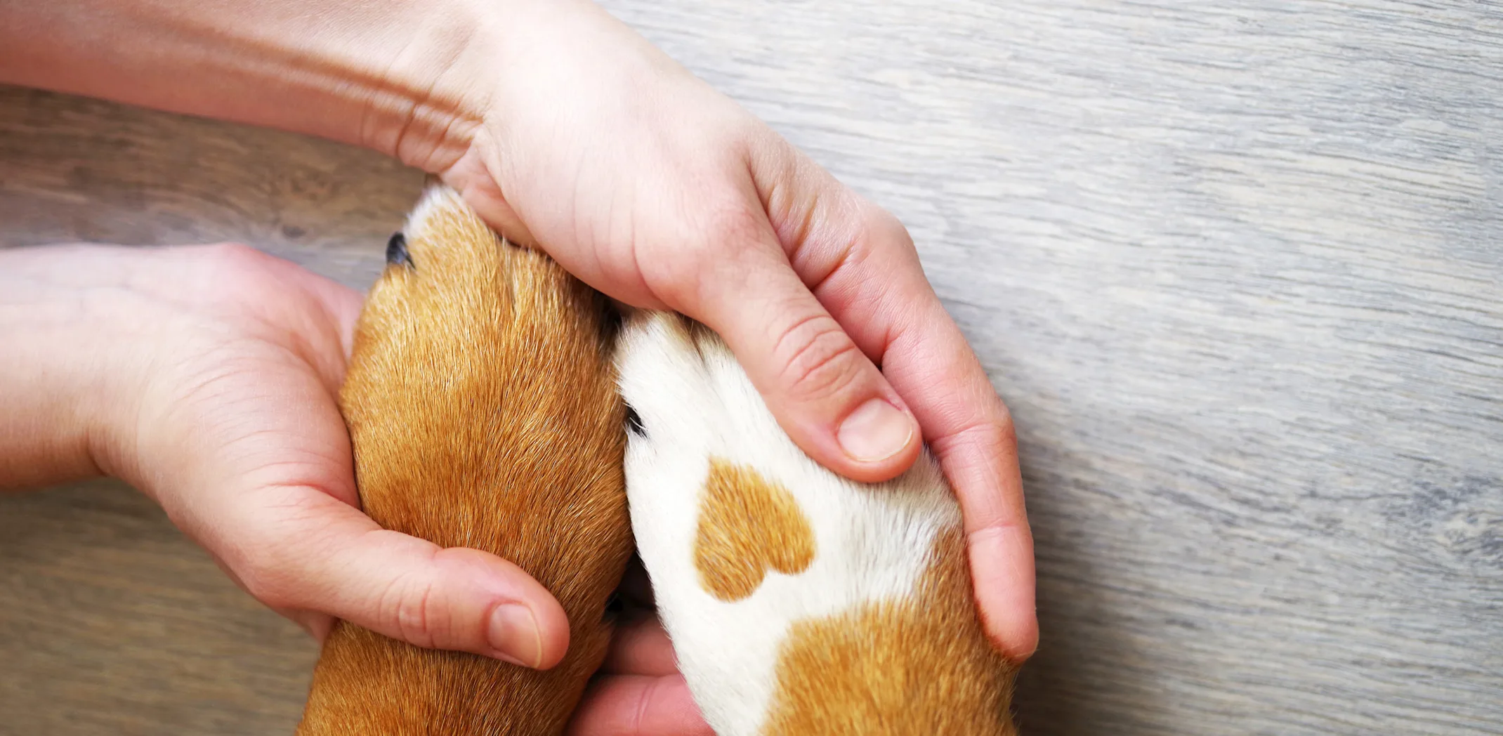 DOG - PAW - HEART DOG - PAW - HEART