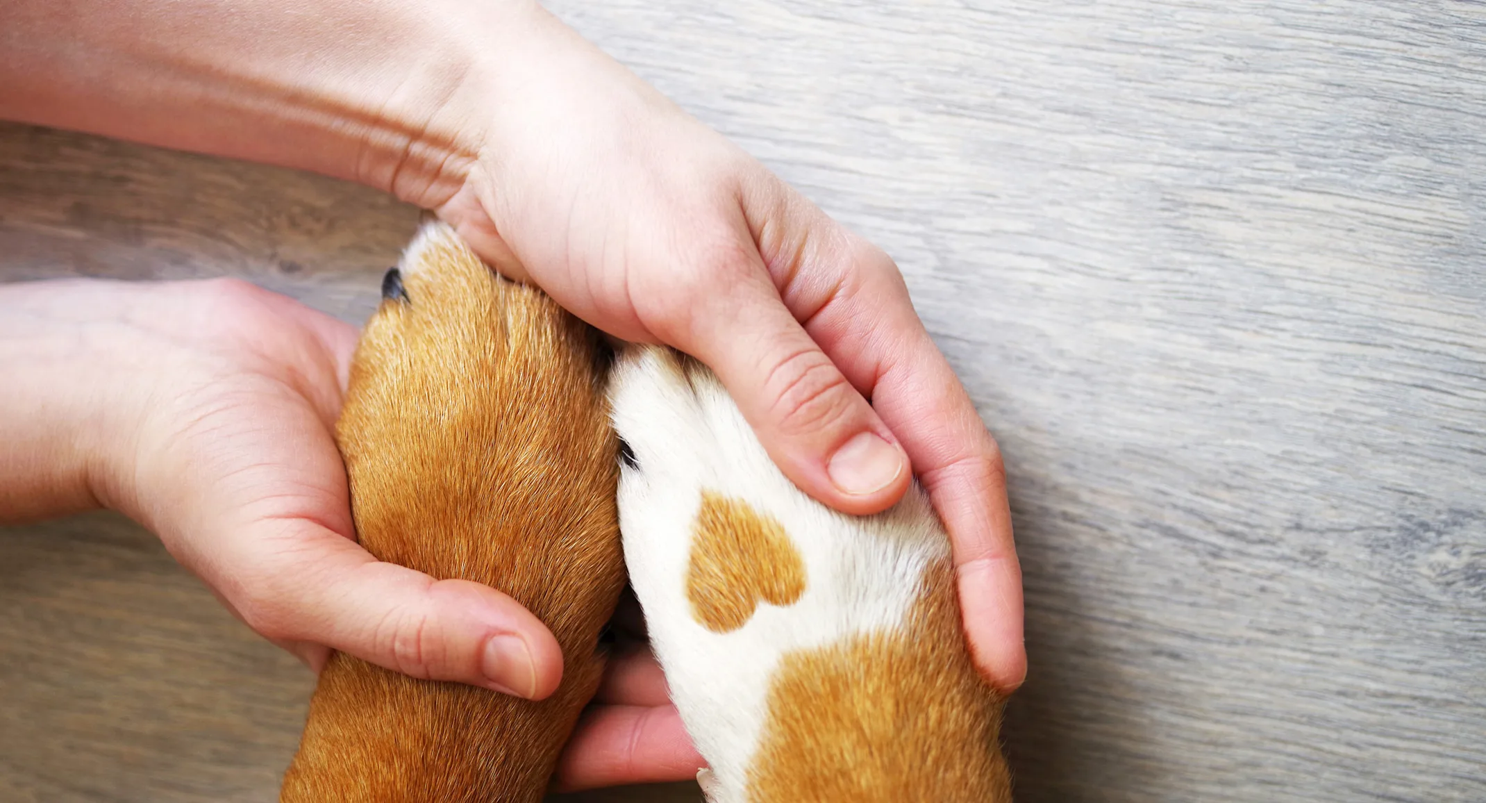 DOG - PAW - HEART DOG - PAW - HEART