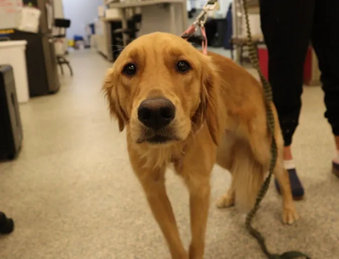 A dog on a leash looking at the camera A dog on a leash looking at the camera