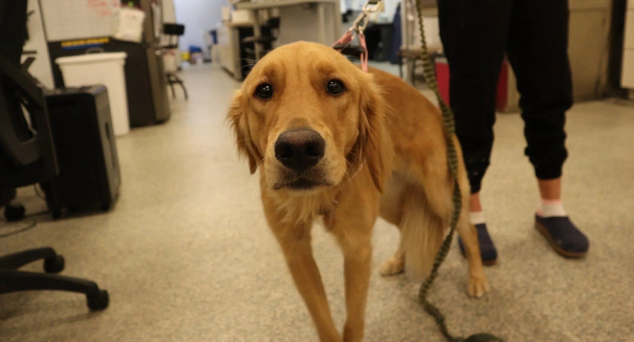 A dog on a leash looking at the camera A dog on a leash looking at the camera