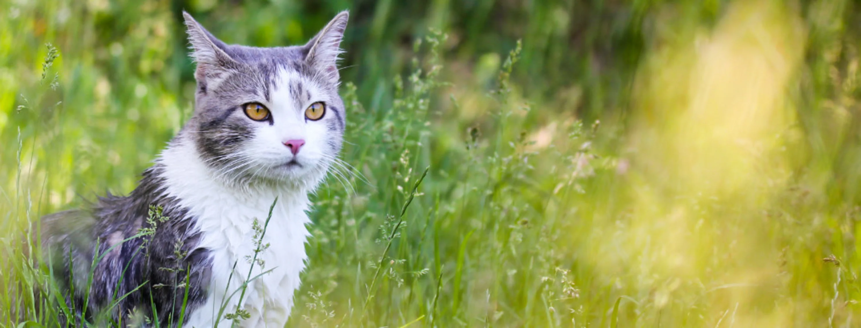 Cat standing in grassy field Cat standing in grassy field
