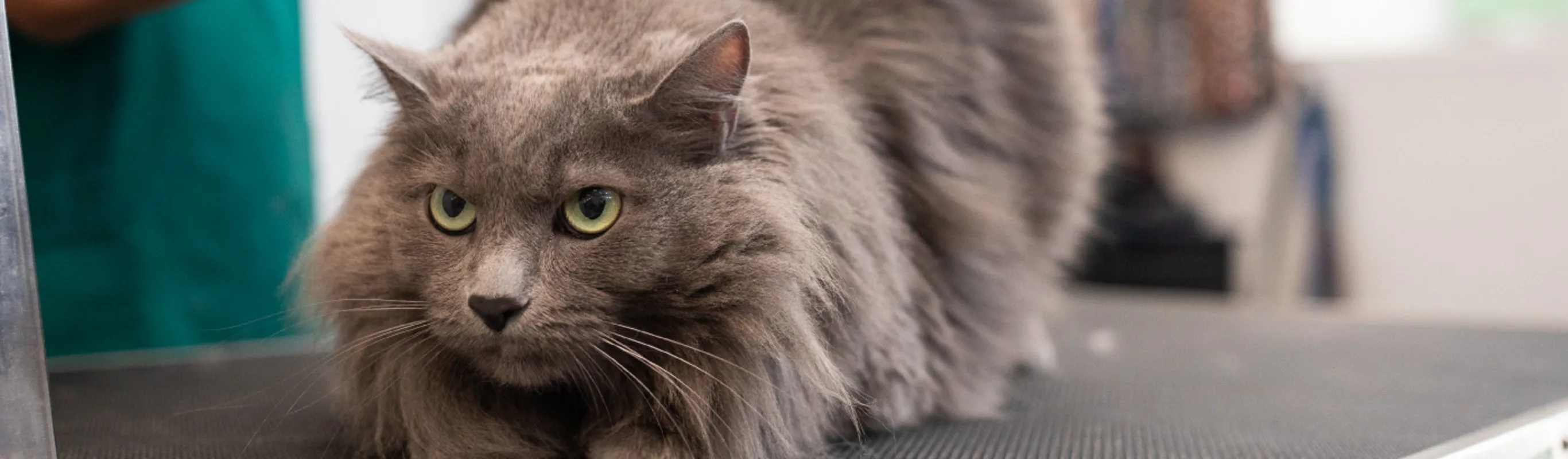 Grey Cat on Table at Arroyo Vista Veterinary Hospital