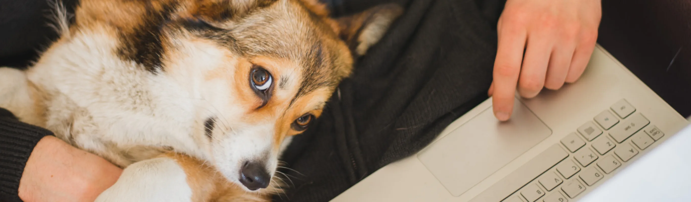 Brown Dog Looking At Camera Next to Owner Using Laptop