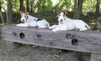 dogs on wooden bench
