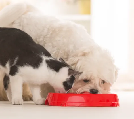 dog and cat eating out of a bowl