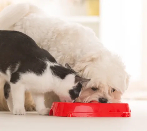 dog and cat eating out of a bowl dog and cat eating out of a bowl