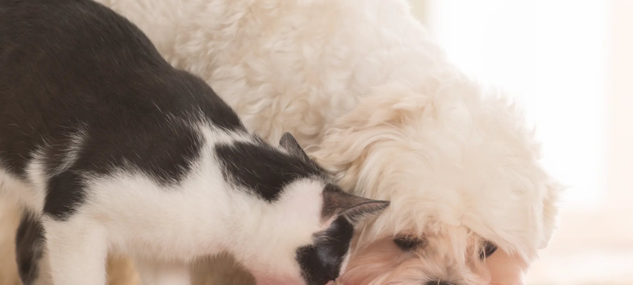 dog and cat eating out of a bowl