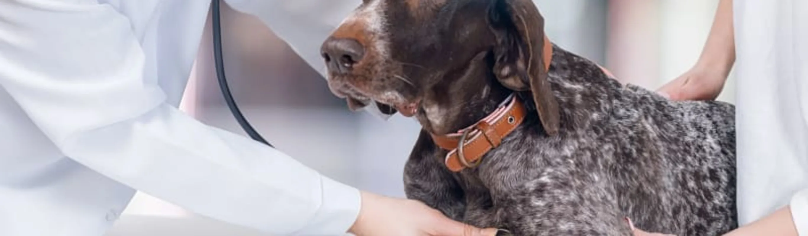 Vet checking up on a dog's heartbeat Vet checking up on a dog's heartbeat