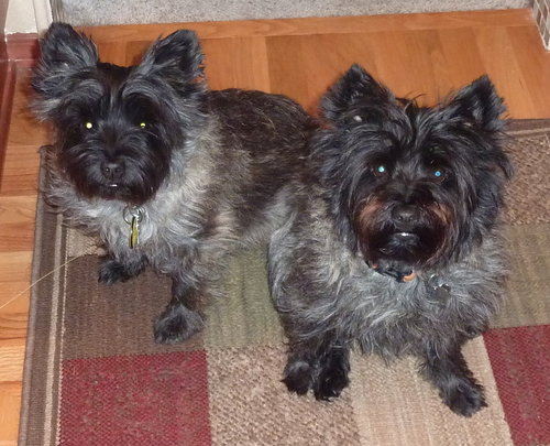 2 grey and black dogs on a rug looking into camera