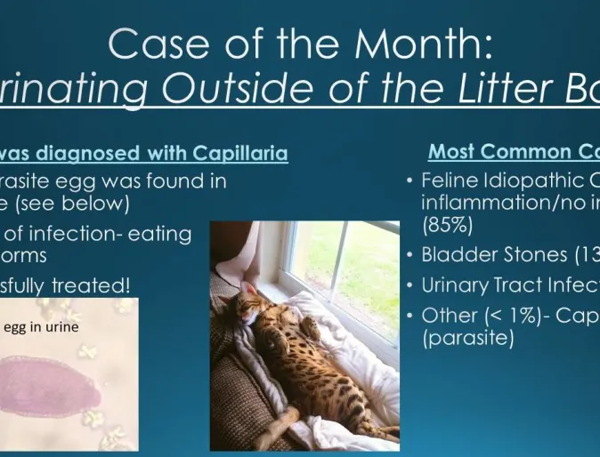 Chart of the month showcasing what it means when your cat is urinating outside of the litter box 