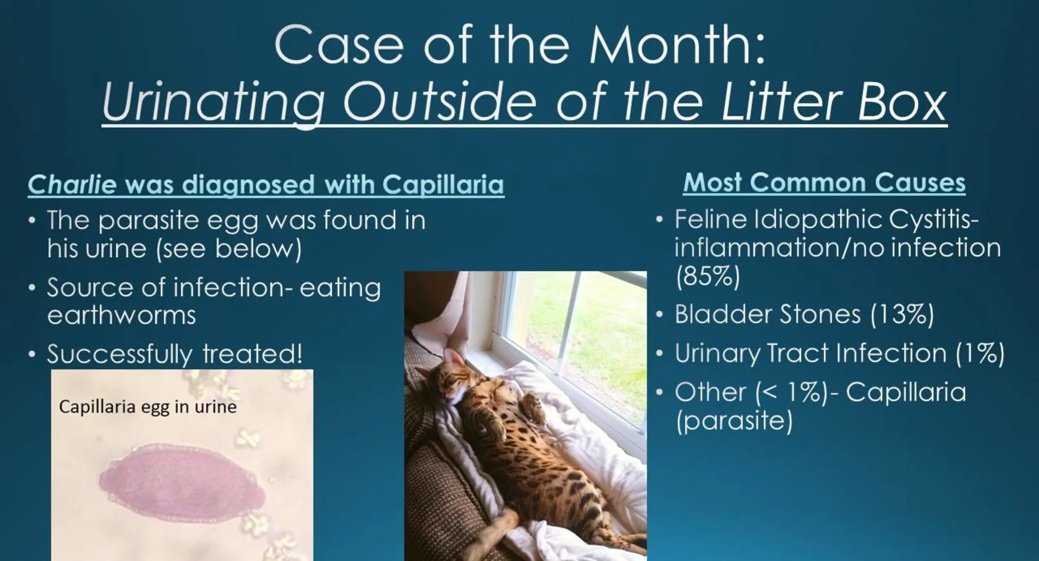 Chart of the month showcasing what it means when your cat is urinating outside of the litter box Chart of the month showcasing what it means when your cat is urinating outside of the litter box